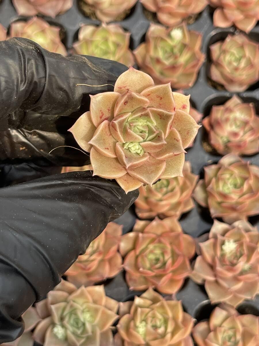 Amazon.co.jp: 20株Z39多肉植物 エケベリアワインレッドのバラ超