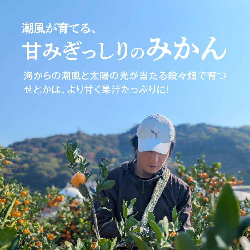 2.和歌山 有田 せとか Mサイズ 箱込み重量 5kg×2箱 56.和歌山有田 せとかMサイズ 箱込み重量2kg - メルカリ