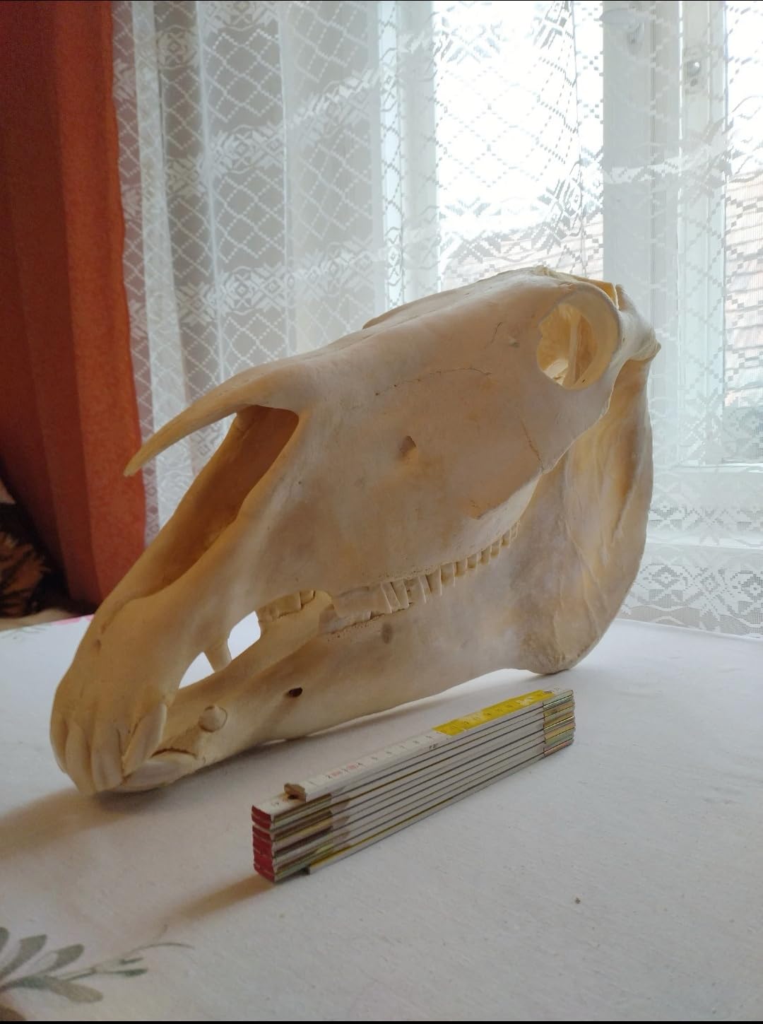 Teschio di cavallo, denti completi, tassidermia, anatomia, ricerca scientifica