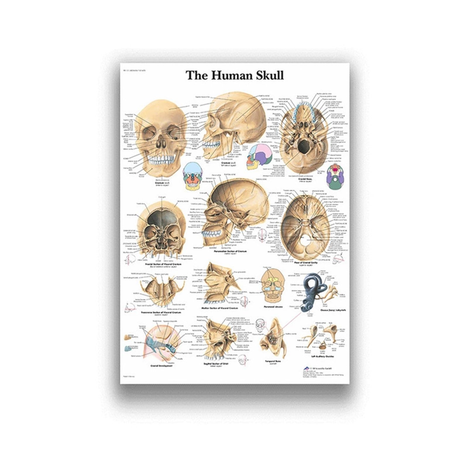 Anatomia człowieka System mięśni Art Canvas Painting, Body Picture and Poster Decoration Medycyna rodzinna Edukacja, bezramowe(9,40X50cm Unframed)