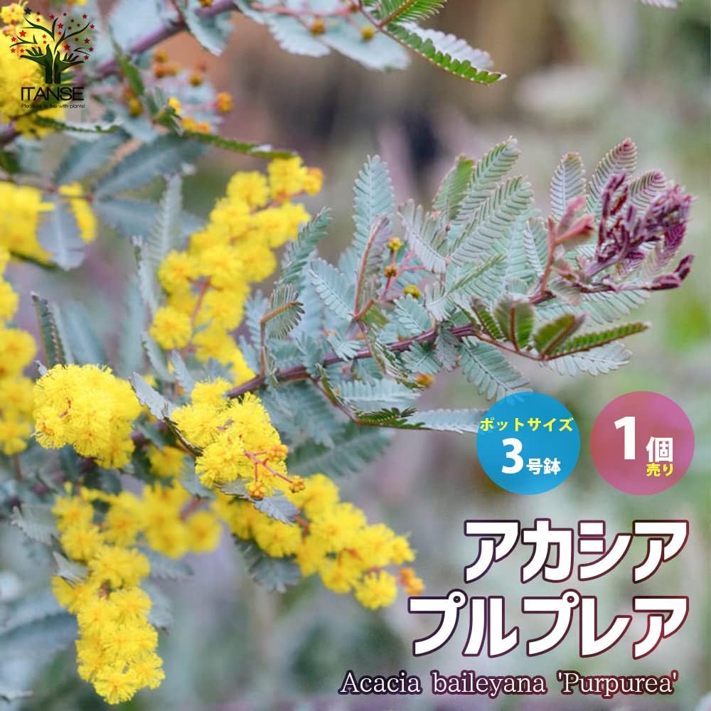 Amazon Co Jp 銅葉ミモザアカシア アカシア プルプレア 3号ポット苗 品種で選べる花木苗 3号ポット 1個売り 学名 Acacia Baileyana Purpurea マメ科アカシア属 原産地 オーストラリア 新梢が紫色で 成葉は灰緑色になるプルプレア種です 苗の流通量はまだ少ない Amazon Co Jp 銅葉ミモザアカシア アカシア プルプレア 3号ポット苗 品種で選べる花木苗 3号ポット 1個売り 学名 Acacia Baileyana Purpurea マメ科アカシア属 原産地 オーストラリア 新梢が紫色で 成葉は灰緑色になるプルプレア種です 苗の流通量はまだ少ない