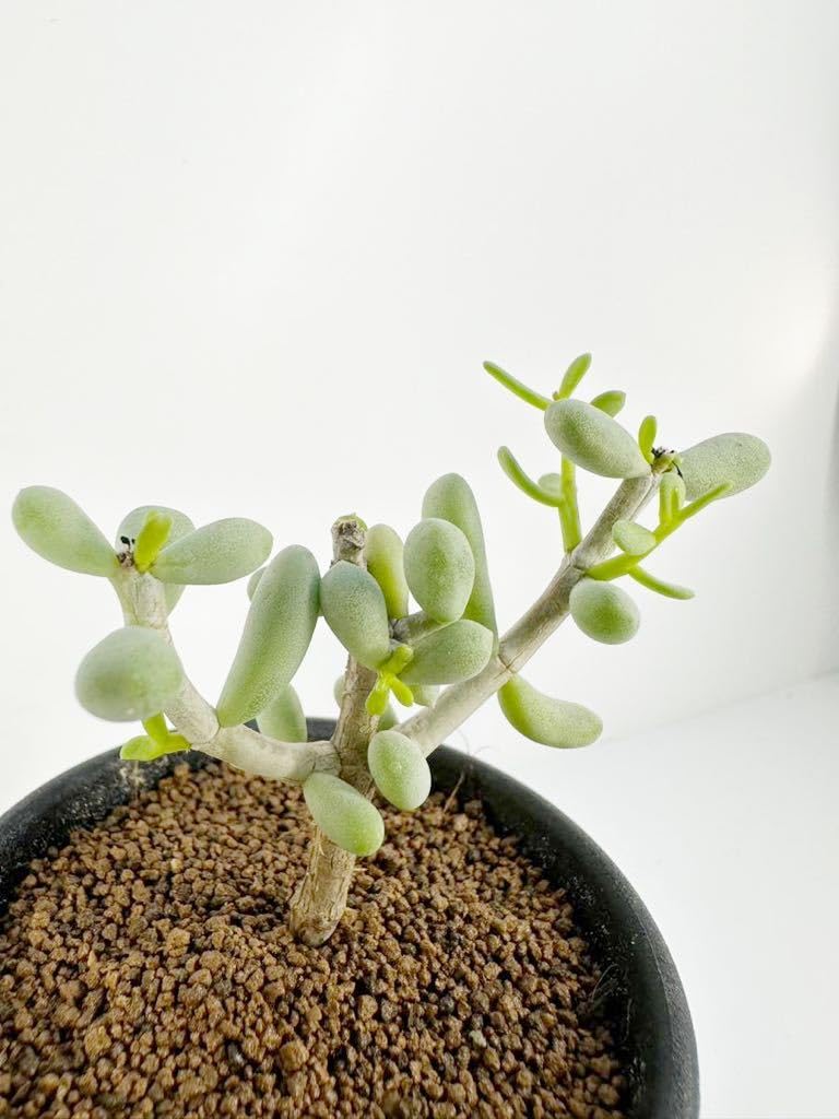 Amazon.co.jp: ケラリア ピグマエア Ceraria pygmaea 輸入株挿木 発