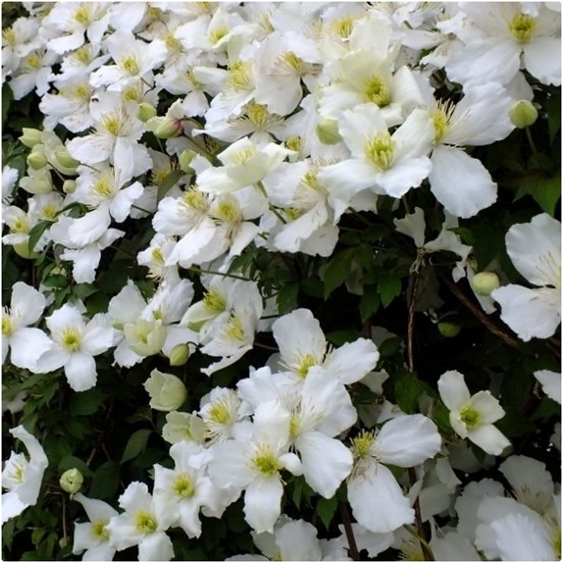 Clematis Montana White 'Grandiflora' X 3 Large Plug Plants for Potting on by Growtanical