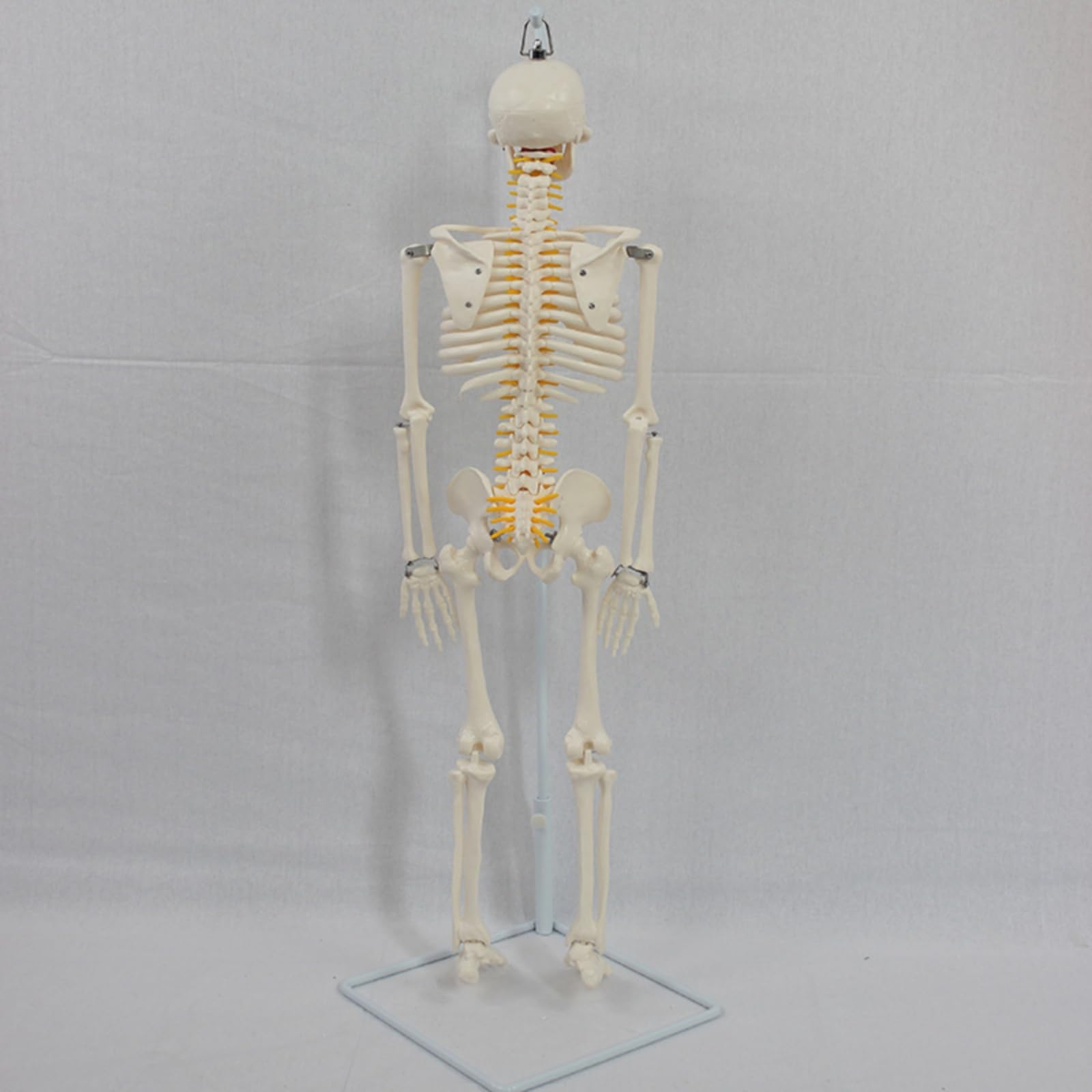Almencla Lehrskelett Anatomie Modell Skelett Figur Skelettmodell Skelettpuppe aus Langlebigem PVC mit Aufhängung Und Stabilem Sockel für Labor Hörsaal Behandlungsraum für Anschauung Untersuchung