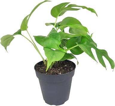 Rhaphidophora Tetrasperma - Monstera Minima 6" Grower Pot - Air-Purifying and Easy to Care for Home and Office Decoration