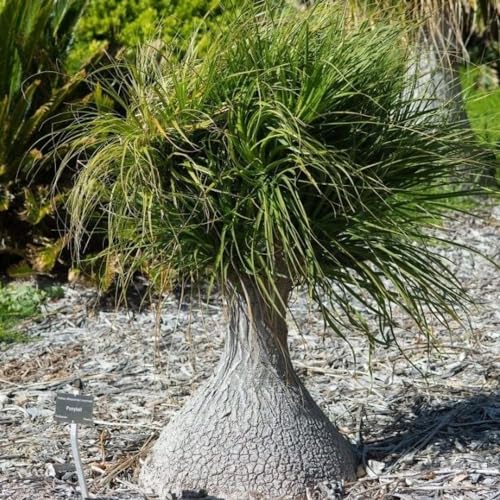 Genérico, Muda de Pata de Elefante 20 a 40cm AMK - Plantas Online