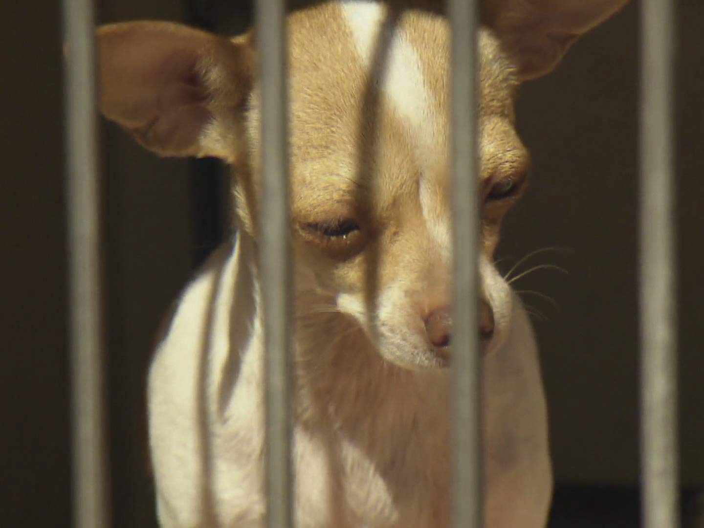 Watch Animal Cops Phoenix Season 20 Prime Video