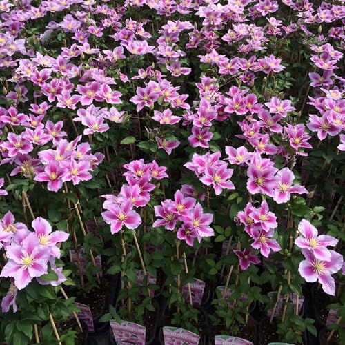 4 x Clematis Mix: Apple Blossom (Immergrün)/Hagley Hybrid/Piilu/Montana | Klematis Rosafarben mix - 4 Pflanzen - Rosa, Mehrjährig & Winterhart | 4 x 1,5 Liter Töpfe