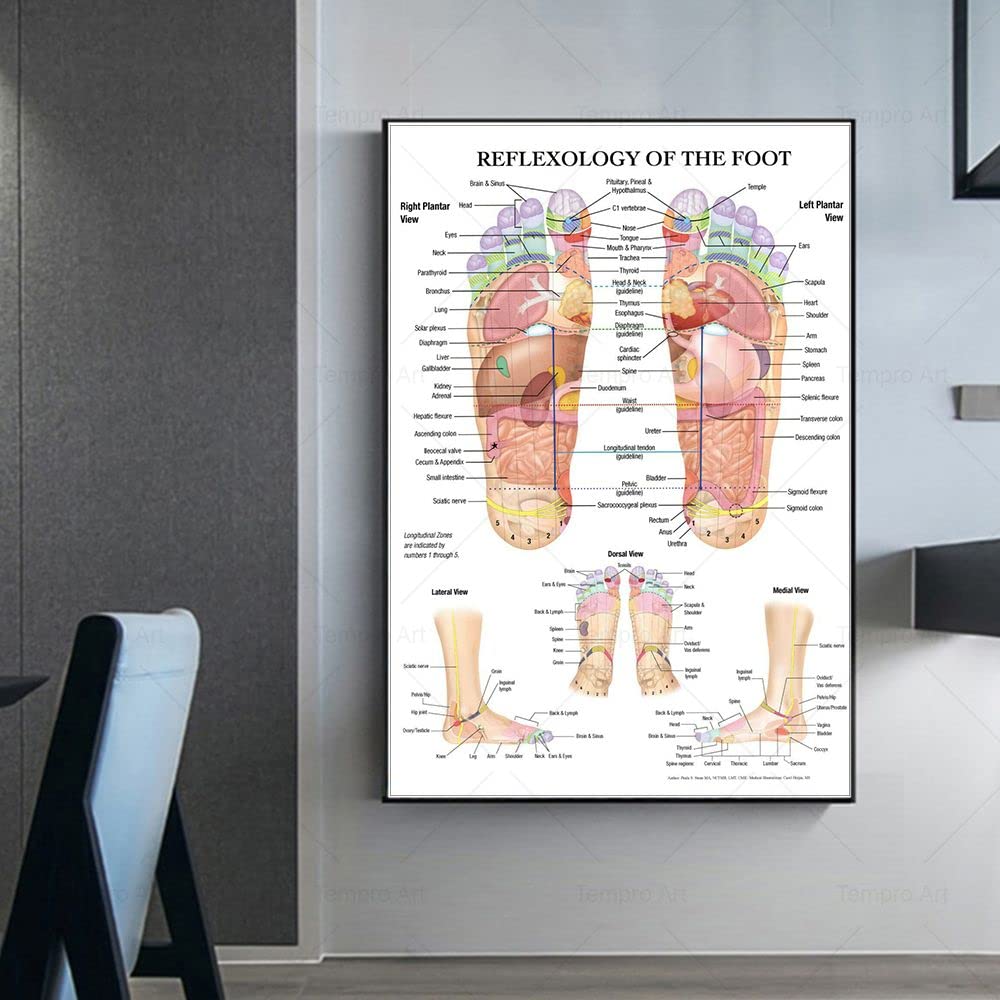 Anatomie poster meridianen (Nederlands, gelamineerd, A4
