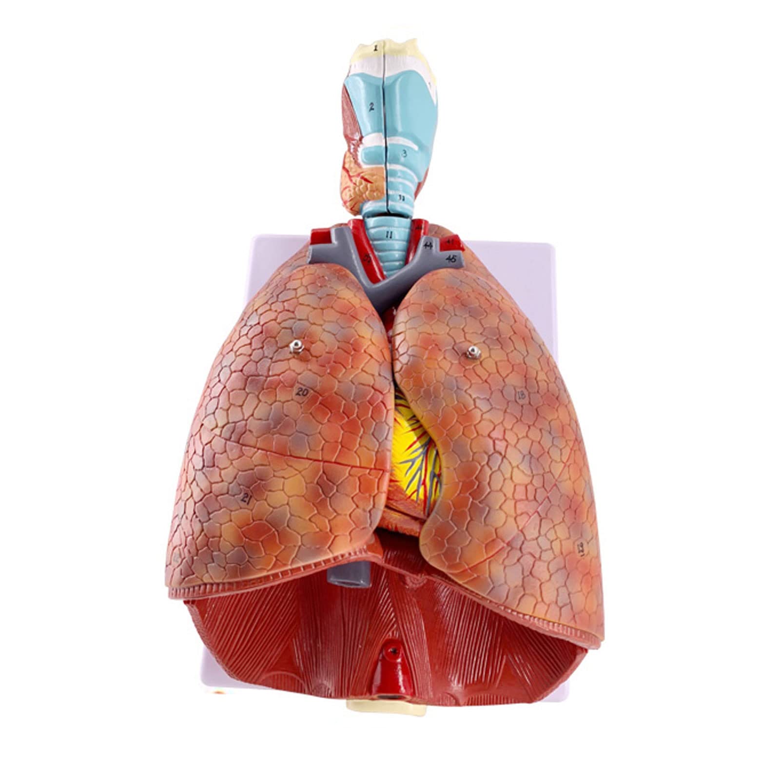 Buy Human Anatomical Anatomy Respiratory System Medical Model Throat