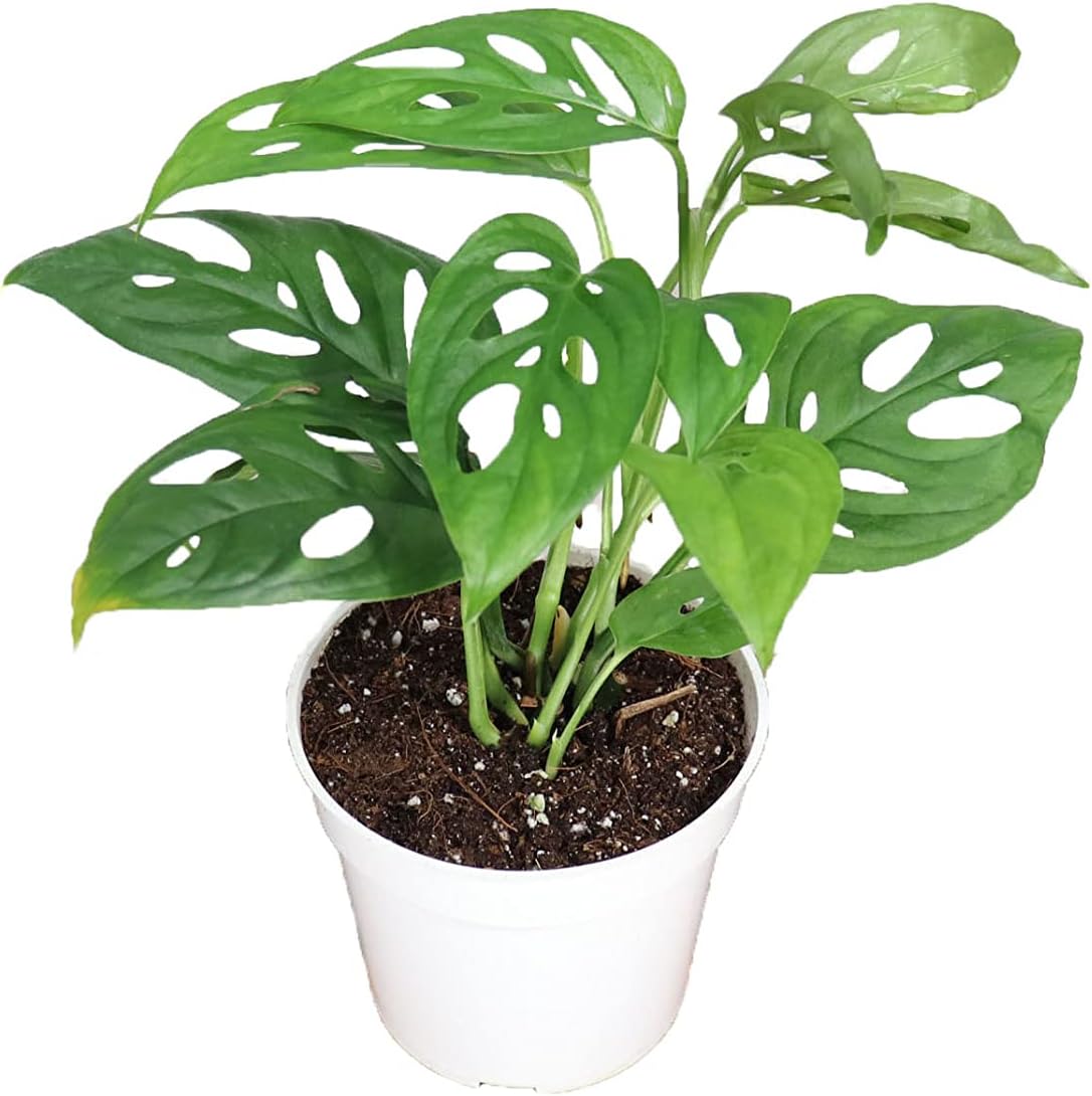 Monstera Obliqua Perú by LEAL PLANTS ECUADORMonstera Adansonii Swiss Cheese Plant