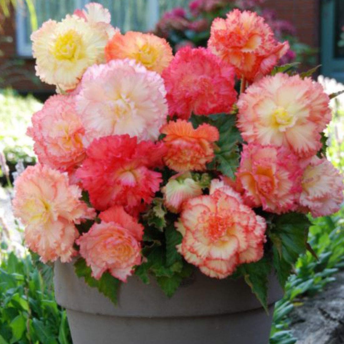 Begonia Non Stop Mix 3 Bulbs Brilliant Color Throughout Summer and Fall! (B09XJ9RLLV) Amazon Price History, Amazon Price Tracker