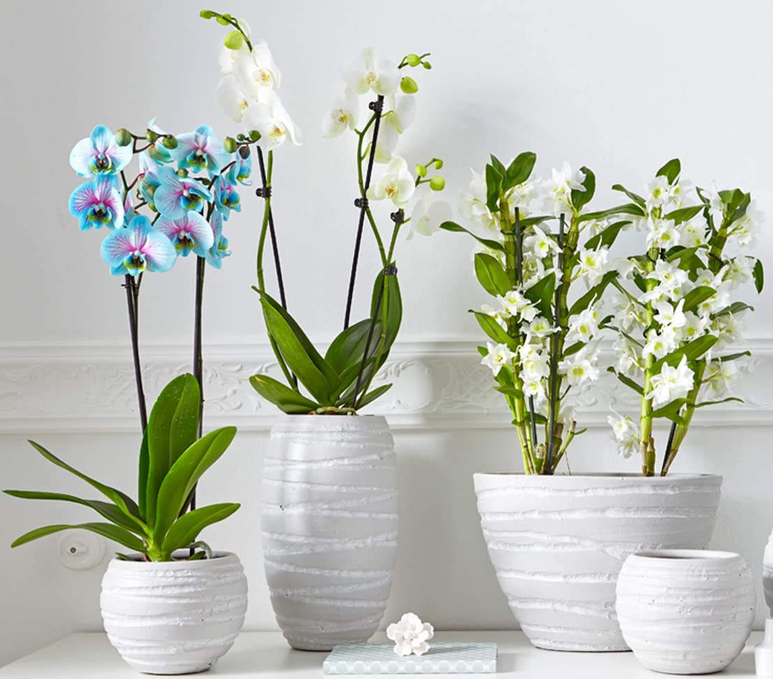 Dehner Schmetterlingsorchidee Blue Wonder, Phalaenopsis cultivars, hellblaue und pinke Blüten, 50-60 cm, Ø Topf 12 cm, Zimmerpflanze