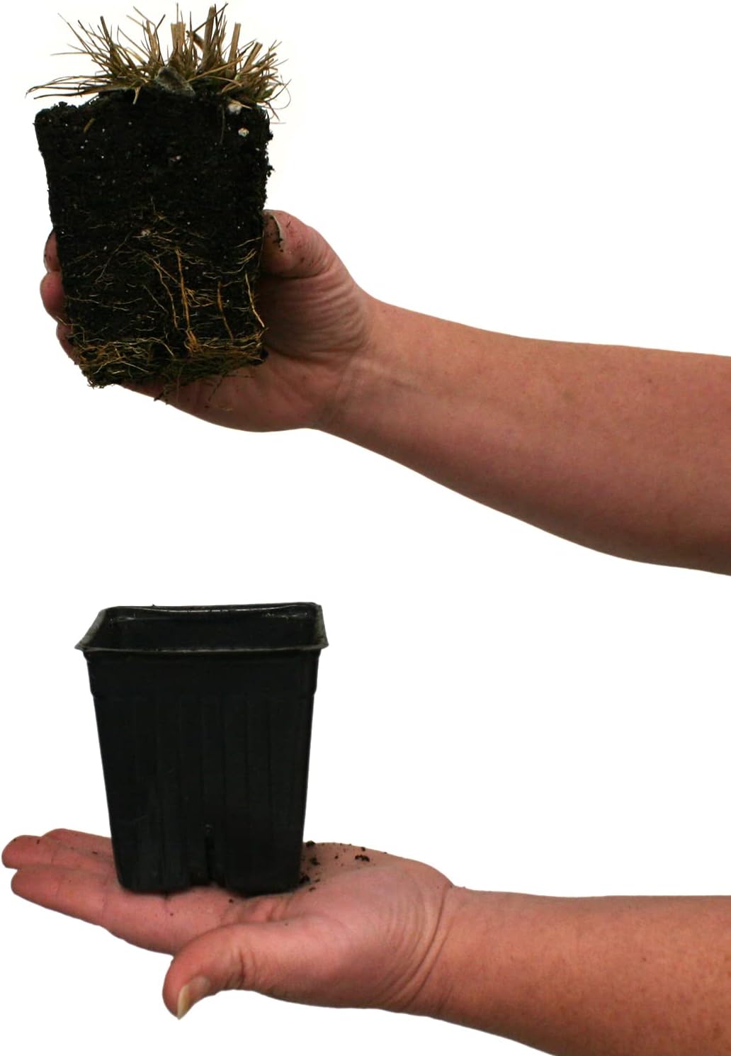 Van Zyverden Ornamental Grass Dwarf One 3.25" Dormant Potted Plant