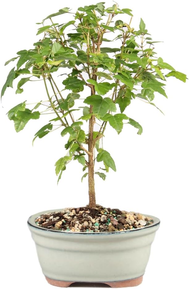 Brussel's Bonsai - Live Trident Maple Bonsai Tree, Outdoor Bonsai Tree Live Plant, Deciduous Bonsai for Patio Garden Landscape Decor