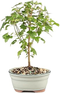 Brussel's Bonsai - Live Trident Maple Bonsai Tree, Outdoor Bonsai Tree Live Plant, Deciduous Bonsai for Patio Garden Landscape Décor
