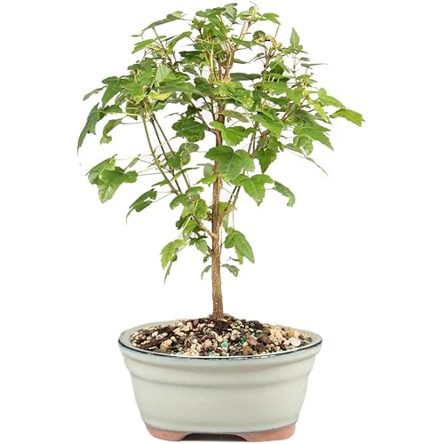 Brussel's Bonsai - Live Trident Maple Bonsai Tree, Outdoor Bonsai Tree Live Plant, Deciduous Bonsai for Patio Garden Landscape Décor