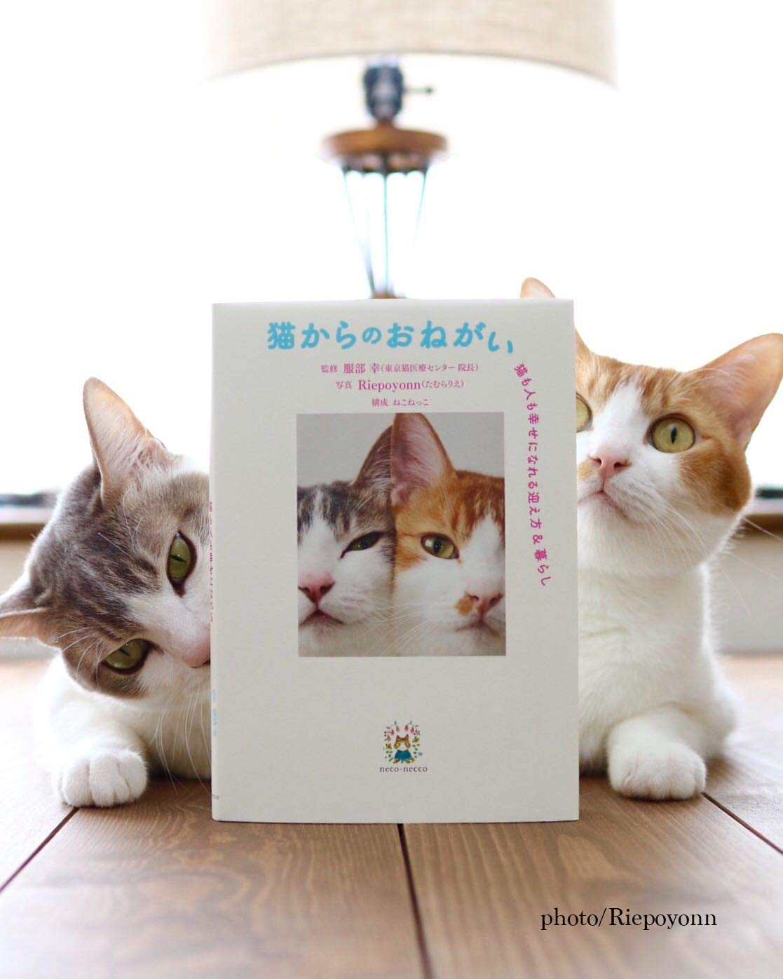猫からのおねがい 猫も人も幸せになれる迎え方 暮らし 服部 幸 Riepoyonn ねこねっこ 本 通販 Amazon