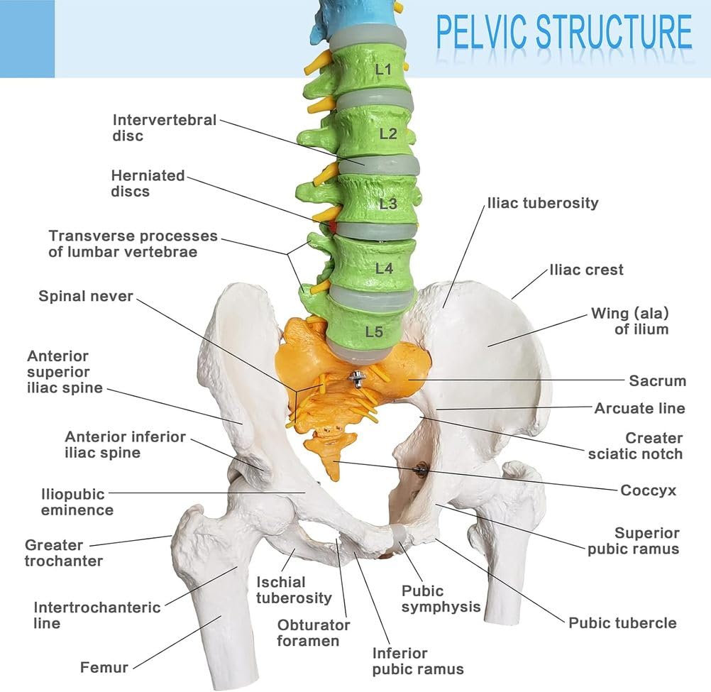 Modelo de columna vertebral humana de tamaño real, médula espinal anatómica de 34.6 pulgadas con soporte, codificado para regiones cervical, torácica, lumbar para estudiantes de medicina y