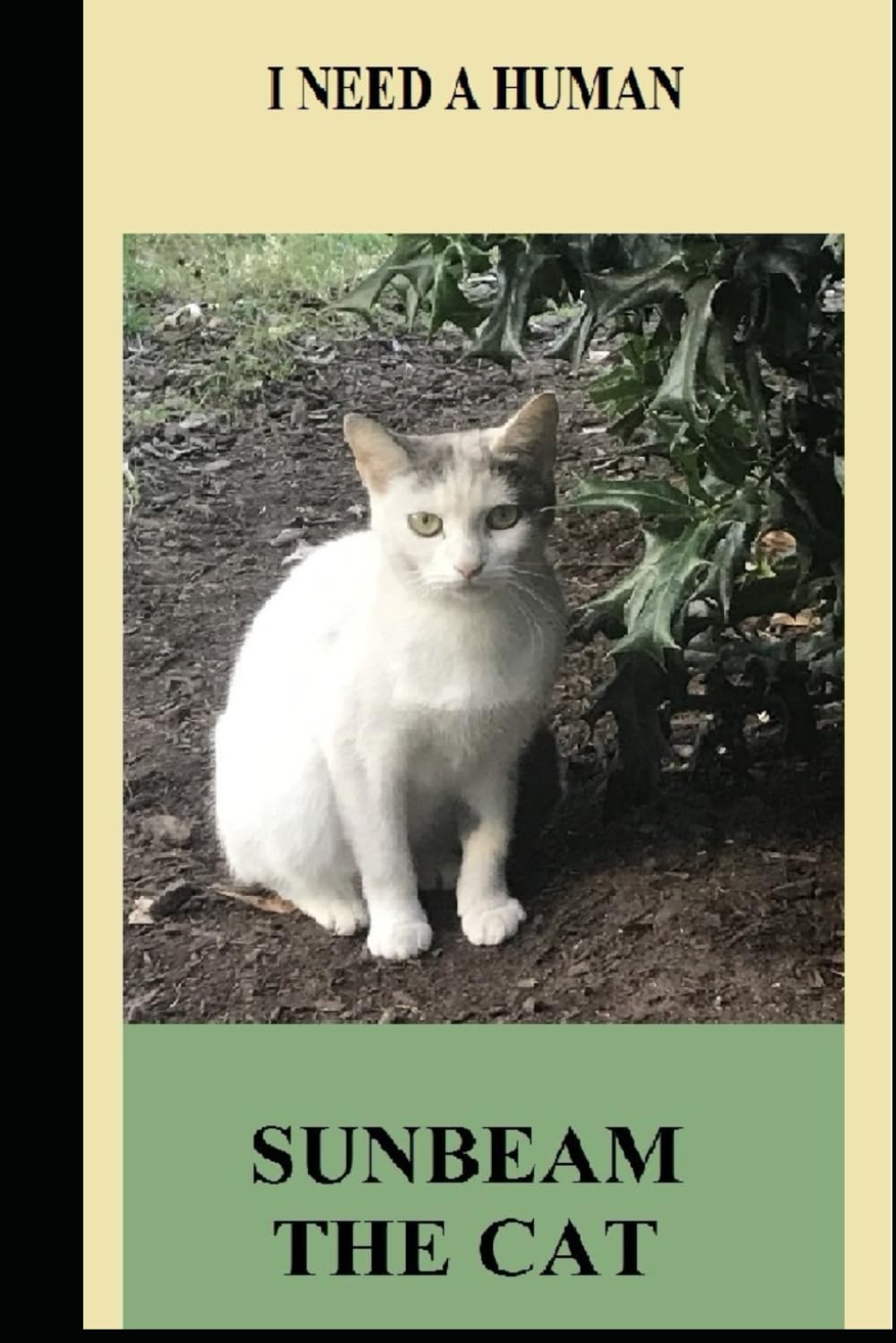 I Need a Human: Sunbeam the Cat