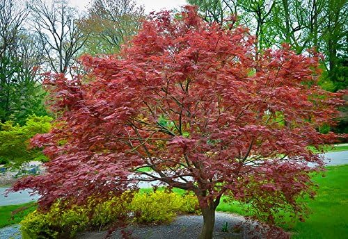 Sherwood Flame Japanese Maple 3 - Year Live Tree