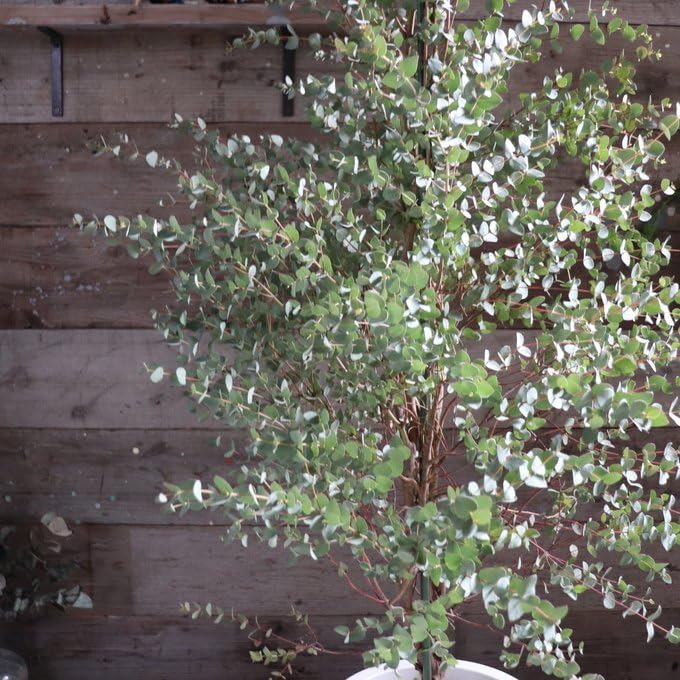 ボリューム株　ユーカリグニー　鉢植え　苗木　シンボルツリー ボリューム株 ユーカリグニー 鉢植え 苗木 シンボルツリー