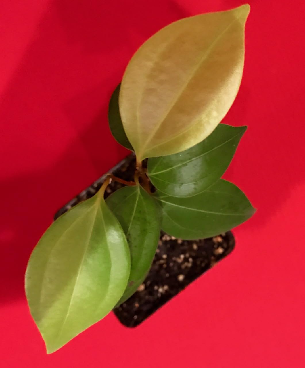Ceylon Cinnamon Starter Plant
