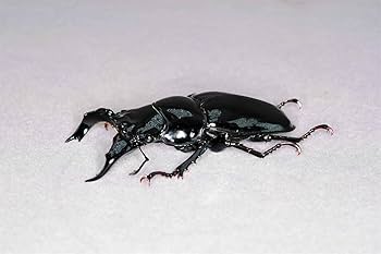 クワガタ虫　　模型 71gS-Y3wbhL._UF894,1000_QL80_.jpg