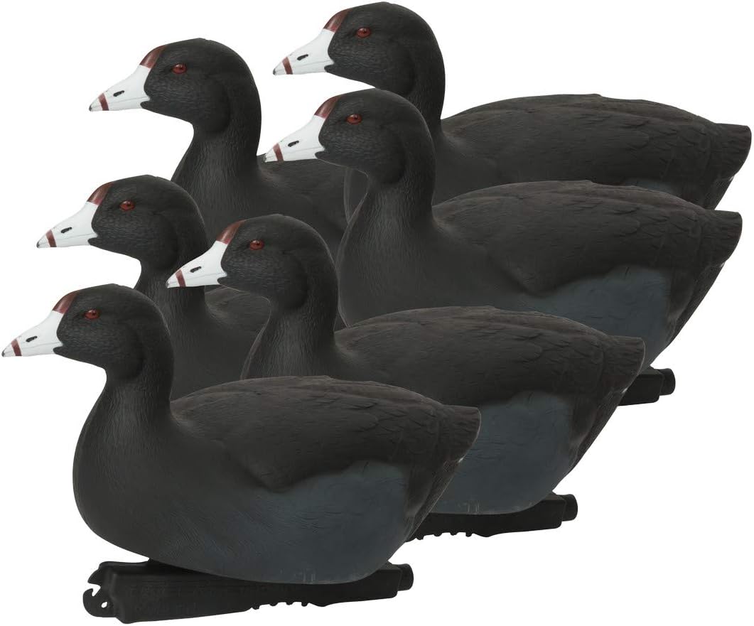 Hunting Gear OverSize Coots (1/2 Dozen) Hunting Decoys Sports & Outdoors