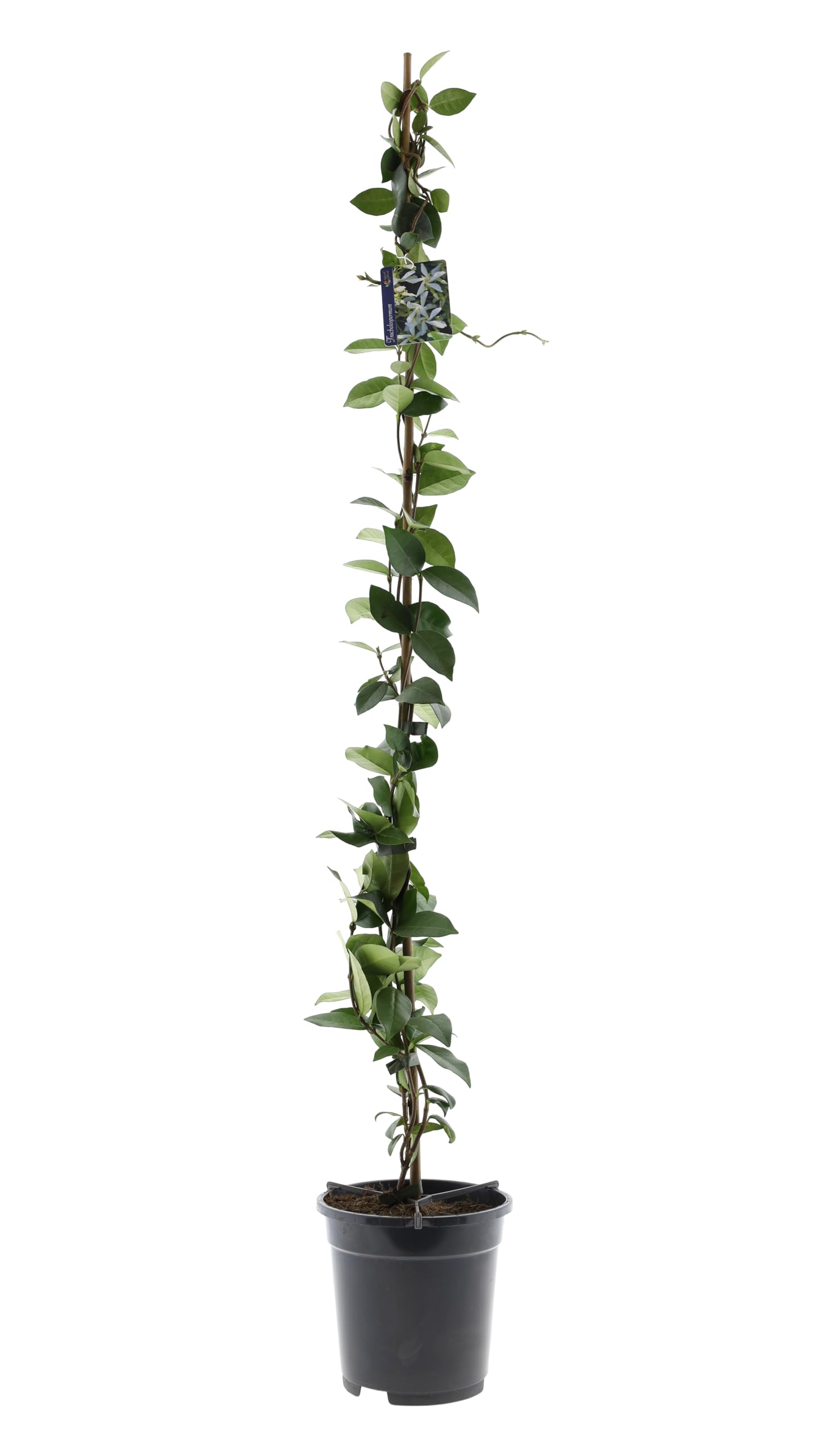 Sternjasmin 110-120 cm im 2L Topf (1, Weiß)