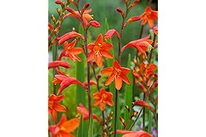 Supreme 30-Bulbs Crocosmia Mix for Planting
