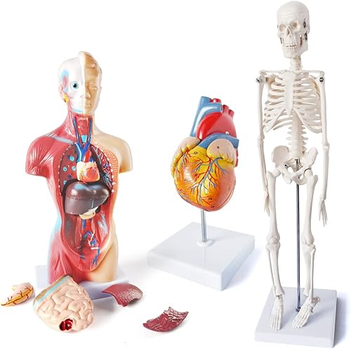 Modelo de cuerpo humano, esqueleto y corazón, el mejor modelo de anatomía, juego de 3 herramientas de estudio manuales de modelo 3D para estudiantes