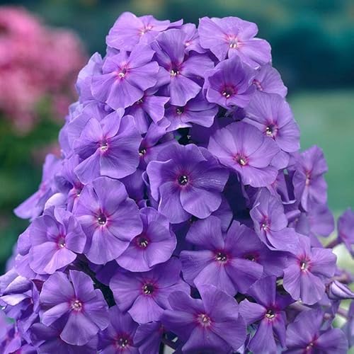 Tall Phlox Mix Value Bag-6 Roots/Plant Starts #TOP2