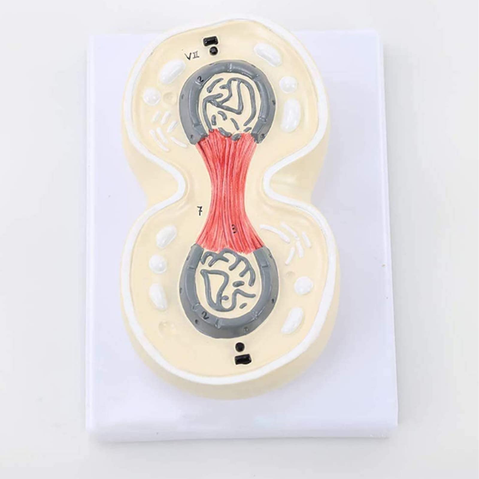 Pośrednie podział chromosomu model anatomiczny komórek Model Ręcznie robione odporne na korozję lekkie medyczne szkolenie edukacyjne narzędzie pomocy Modele medyczne Materiały edukacyjne
