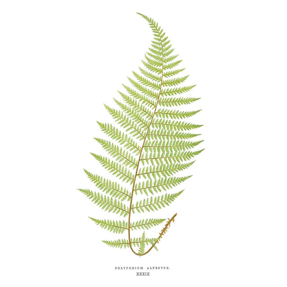 Wee Blue Coo Fern Polypodium Alpestre Art Print Poster Wall Decor 12X16 Inch