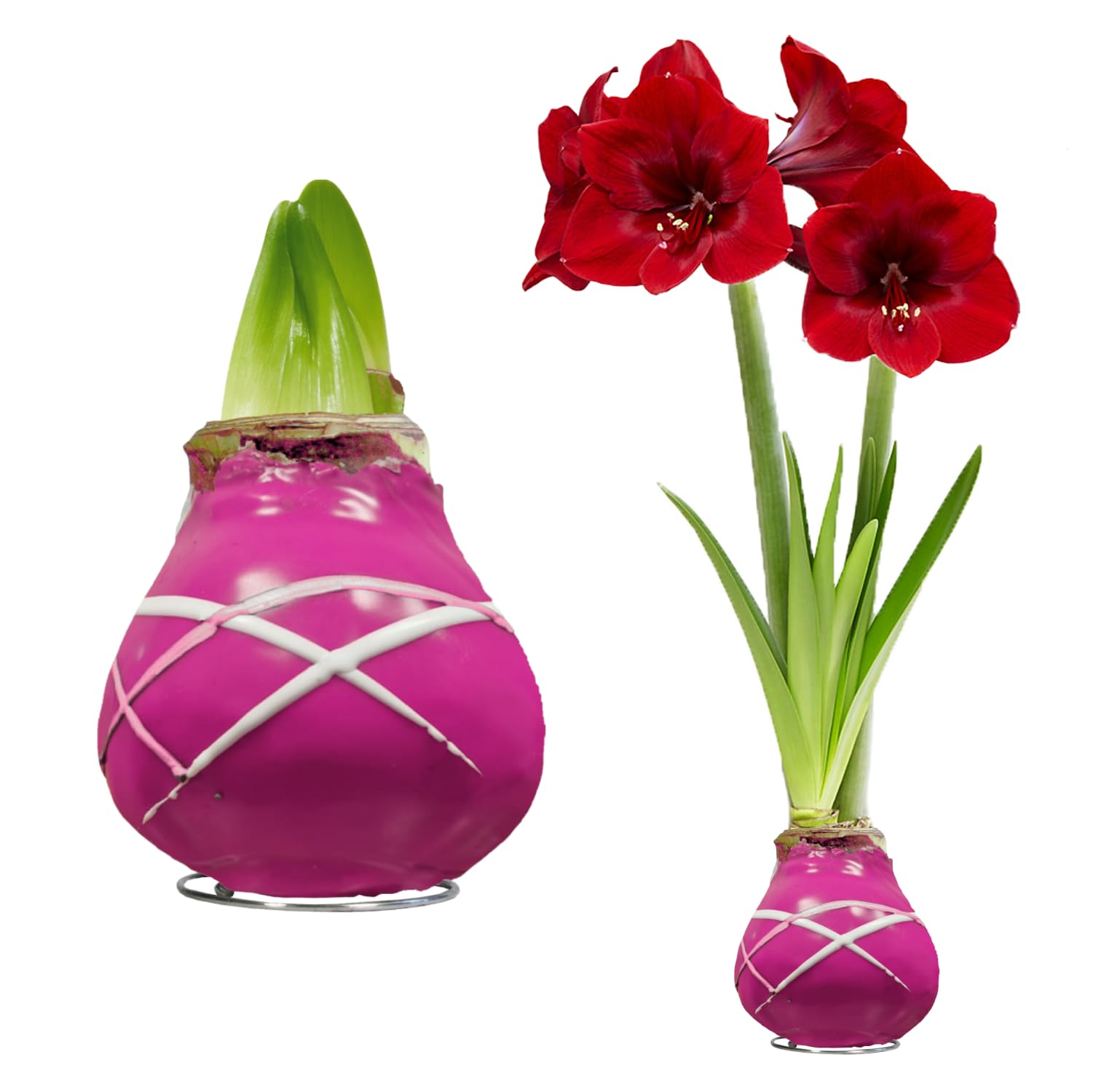Cera Amaryllis cipolle strisce viola – Cerata aryllis 28/30 grande formato | 2 pezzi | cerato/cera | senza irrigazione | Piante da appartamento olandese - Hippeastrum (senza vetro, vaso e