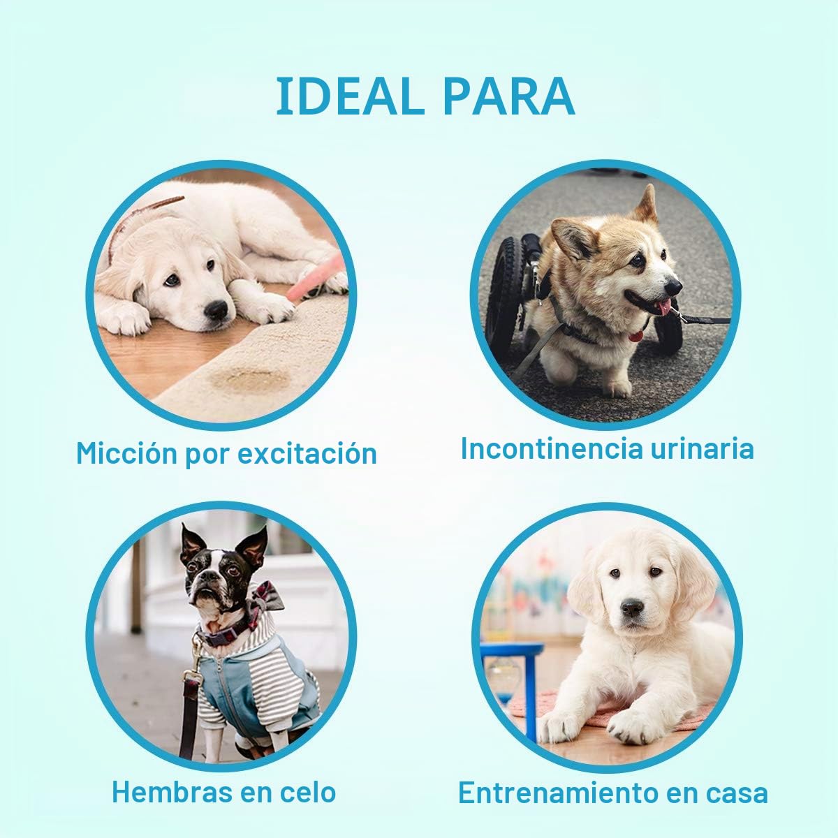 Pet Soft Pañales Femeninos de Mezclilla para Mascotas, 24 Piezas, M | superabsorbentes, pañales desechables estilo vaquero para cachorros