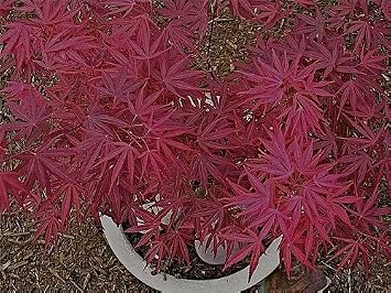 Beni Ubi Gohon Japanese Maple 1 - Year Plant