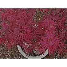 Beni Ubi Gohon Japanese Maple 1 - Year Plant