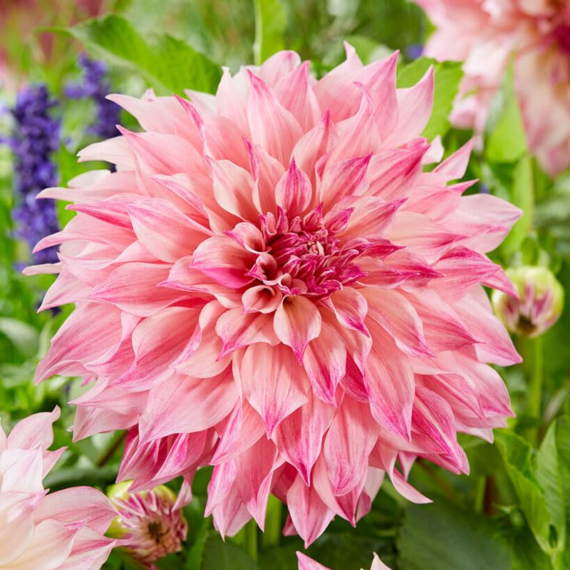 Eden Brothers Cafe Au Lait Rose Dahlia