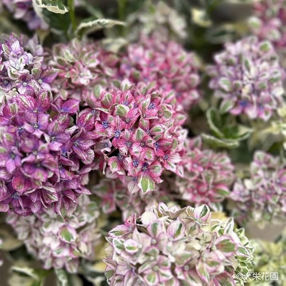 Amazon.co.jp: 予約販売 アジサイ カラフルランジア スパイスno