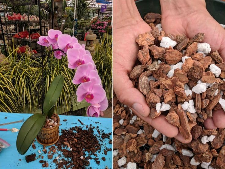 Evergreen Orchid Potting Mix, Mixture for Orchids + Flower Booster + Essential Nutrients (800 Gram) Pack of 1 (B0CRYHSKQG) Amazon Price History, Amazon Price Tracker
