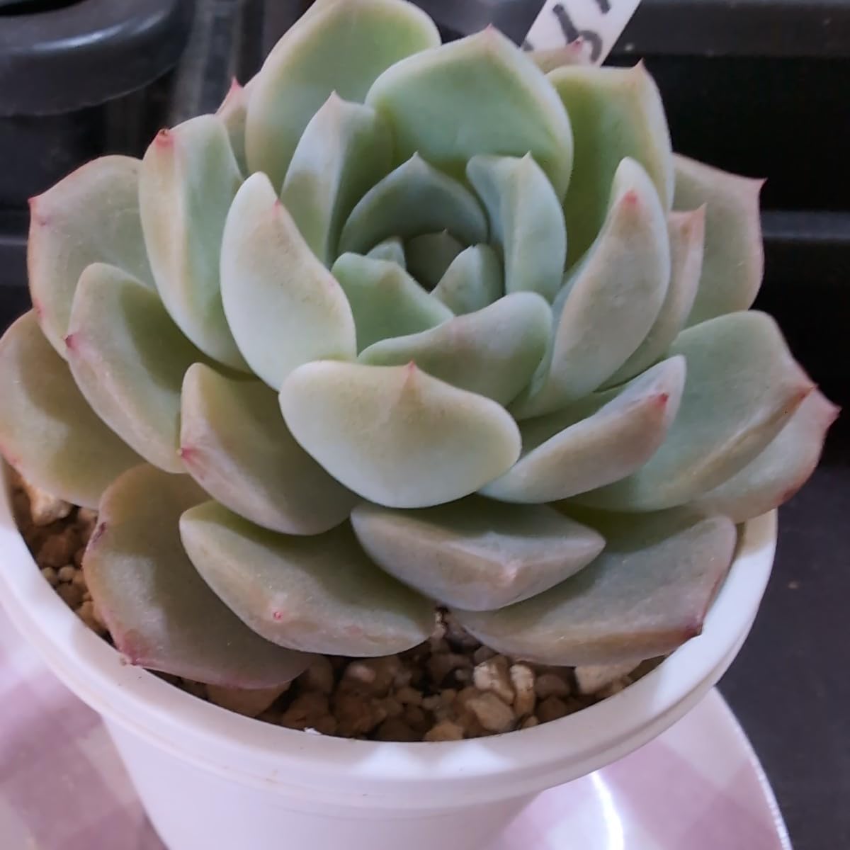 Amazon.co.jp: 多肉植物ヤ即2 エケベリア ジェイドフェイス 199