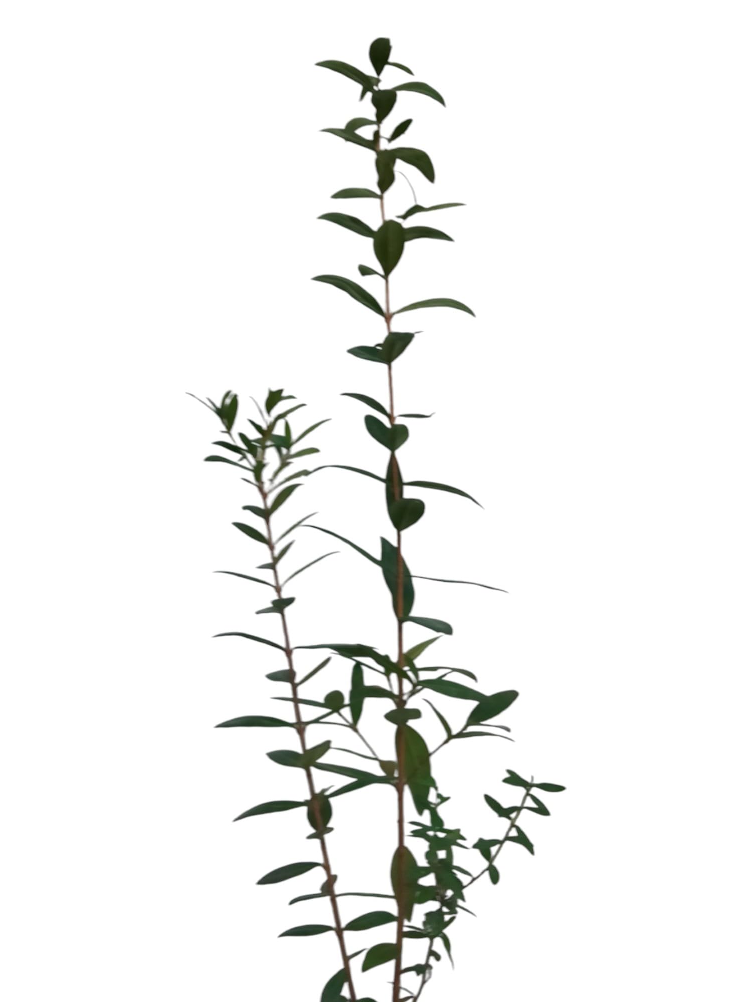 ¡¡¡ 10 Plantas !!! natural Myrtus Comunnis. Mirto. 20-30 cm. En cepellón listos para plantar. Aromática, resistente, atrae polinizadores, ideal para setos, mejora suelos y tiene usos medicinales.