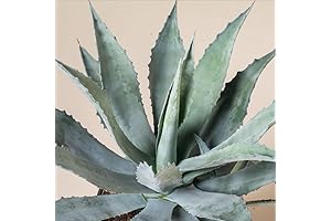 Blue Agave Americana Succulent Plant, Century Plant Live Plant