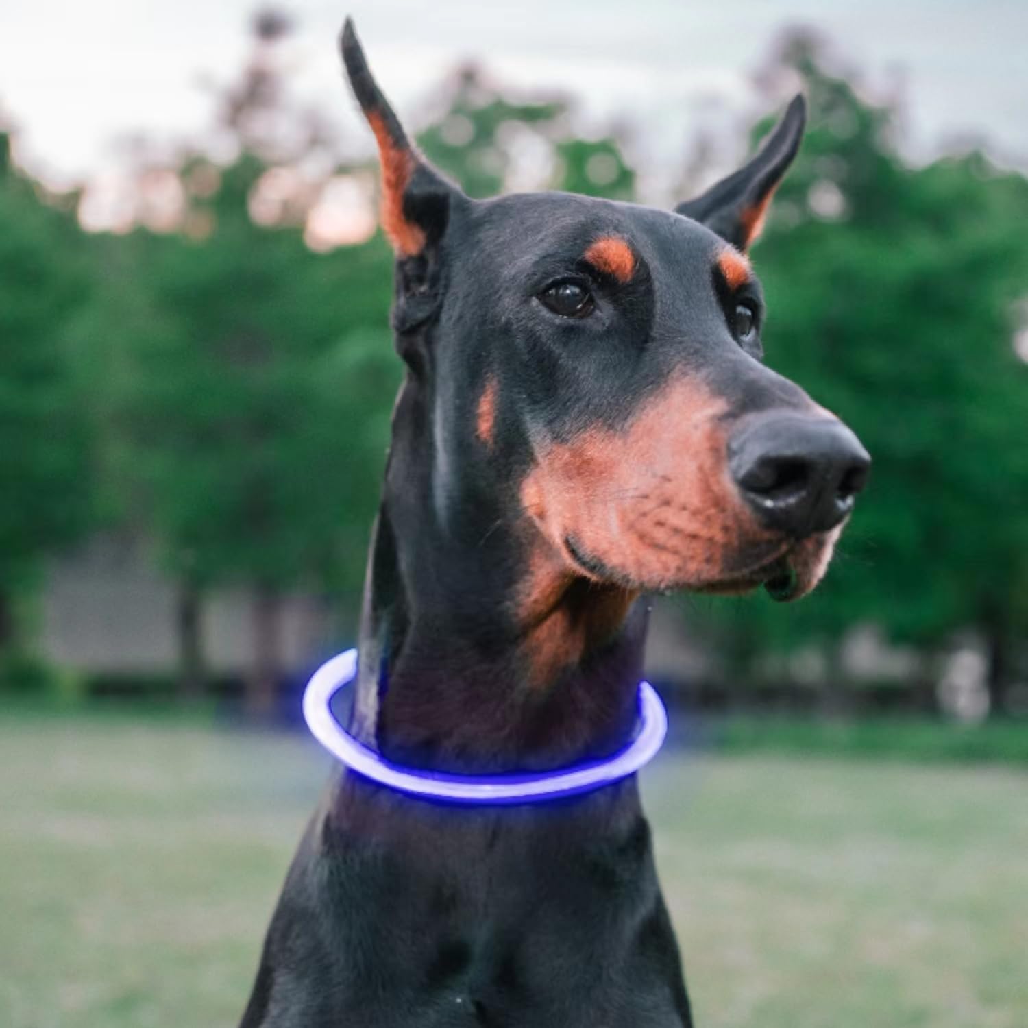 WePet LED Light Up Dog Collar, USB Rechargeable, Basic Night Walking Safety Necklace, Flash Light, Glowing, Cuttable, Adjustable, One Size, Blue