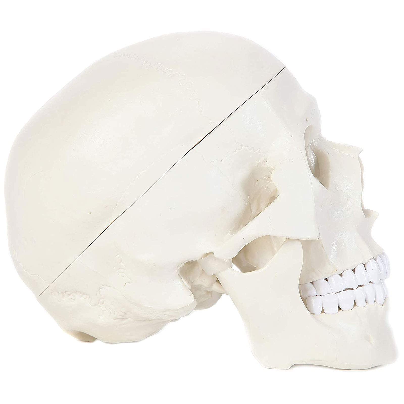 Anatomiczny model ludzkiej czaszki ze zdejmowaną czaszką i przegubową żuchwy, zestaw pełnych zębów, naturalnej wielkości narzędzie edukacyjne do anatomii medycznej