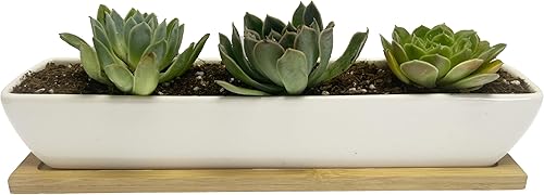 Miniatura 3 de Sea Star - Maceta moderna rectangular minimalista de cerámica blanca de 10 pulgadas para plantas suculentas para oficinas, escritorios, ventanas,