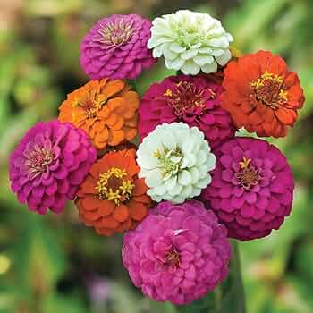 Amazon.com : TomorrowSeeds - Pumila Mix Pom Pom Zinnia Seeds