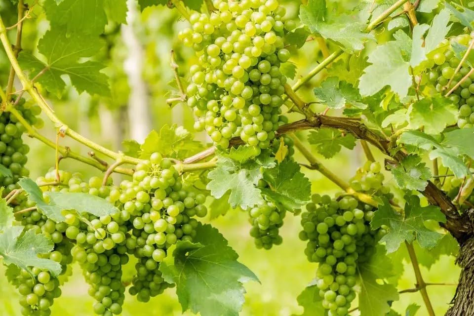 Willvine Extra Sweet green grapes-UK-2R-picture-27